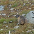 Grossglockner 2011